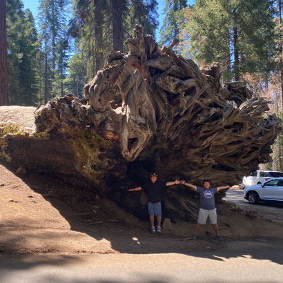 big-Sequoia9.jpg